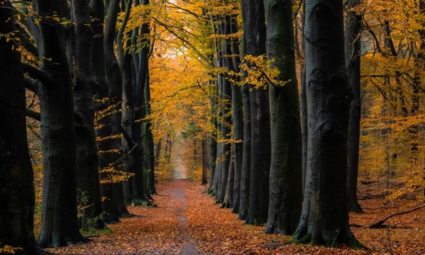 forêt en automne
