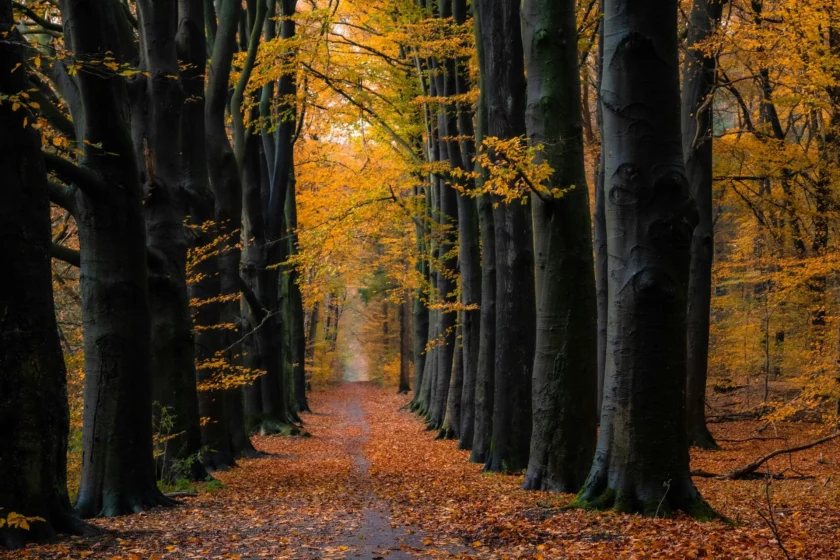 forêt en automne